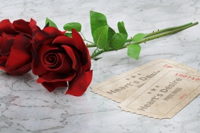 520 rose pictures desktop wallpaper