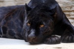 Ferocious black panther pictures