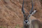 Waterbuck material picture desktop wallpaper