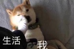 生活和我表情包（柴犬）