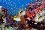 海洋世界水族馆图片桌面壁纸