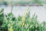 April 2021 small fresh green floral desktop calendar wallpaper