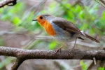 Robin on a branch picture desktop wallpaper