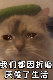 萌宠猫咪难过表情包