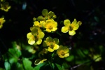 yellow buttercup pictures