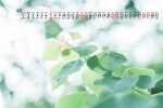 Eye protection natural scenery calendar wallpaper for August 2021