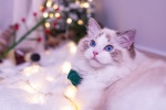 Cute Ragdoll Cat Pictures Desktop Wallpaper