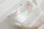 March 2022 Cute Cat Desktop Calendar Wallpaper