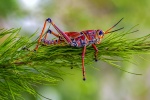 Brown grasshopper picture desktop wallpaper