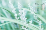 2021年6月绿叶花卉蓝天桌面日历壁纸