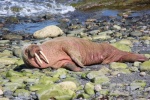 HD walrus pictures