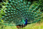 美丽的蓝孔雀图片