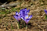HD crocus picture desktop wallpaper