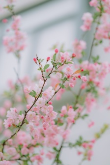 Pink flower scenery mobile wallpaper