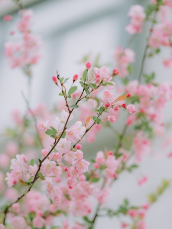 Pink flower scenery mobile wallpaper