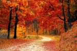 Beautiful autumn wallpaper pictures with fallen leaves all over the ground