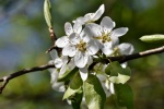 Fresh and elegant pear blossom pictures desktop wallpaper
