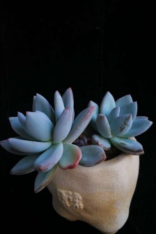 Frost dynasty succulent pictures