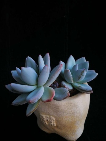 Frost dynasty succulent pictures