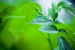 May 2021 eye-protecting scenery fresh green desktop calendar wallpaper