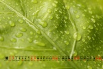 January 2022 green eye protection calendar wallpaper picture