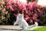 Ragdoll cat pictures