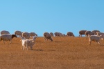 Goat on the grassland picture desktop wallpaper