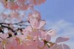 Pink cherry blossom mobile wallpaper picture