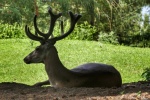 Cute red deer pictures