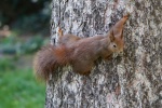 Cute little squirrel pictures