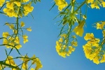 Pictures of rape flowers under blue sky