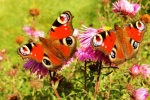 Peacock butterfly picture HD