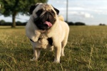 Cute and cute pug pictures