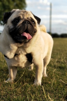 呆萌可愛的巴哥犬圖片