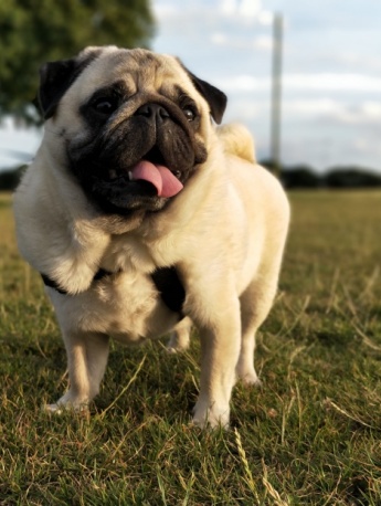 Cute and cute pug pictures