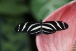 Beautiful yellow-sleeved butterfly pictures desktop wallpaper