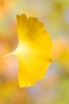 秋日限定銀杏風景手機壁紙