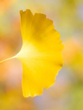 秋日限定银杏风景手机壁纸