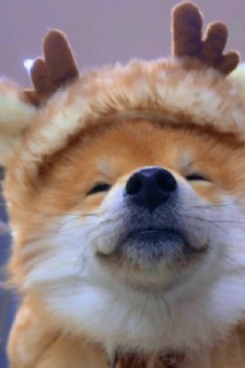 Internet celebrity Shiba Inu reindeer avatar