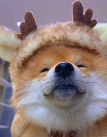 網紅柴犬馴鹿頭像