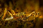 Brown grasshopper picture desktop wallpaper