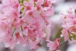 Beautiful and beautiful cherry blossom pictures
