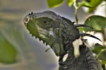 Color changing iguana pictures