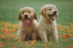 Cute golden retriever dog pictures desktop wallpaper