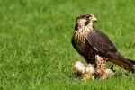 Peregrine Falcon Picture Desktop Wallpaper
