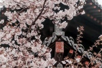 Beautiful and beautiful cherry blossom pictures