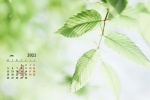 护眼绿叶日历