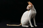Cornish Rex Cat Pictures
