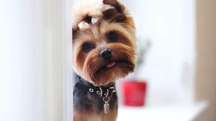 Yorkshire Terrier Pictures Desktop Wallpaper