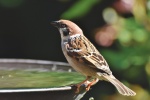 Chirping gray sparrow pictures